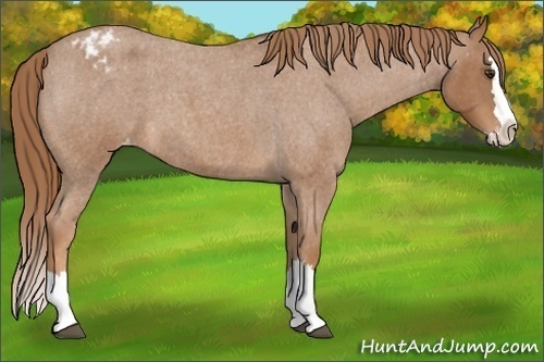 Horse Color:Red Roan Splash Appaloosa