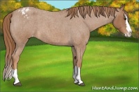 Horse Color:Red Roan Splash Appaloosa 
