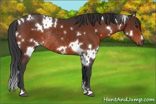 Horse Color:White Spotted Brown Rabicano
