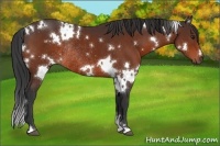 Horse Color:White Spotted Brown Rabicano