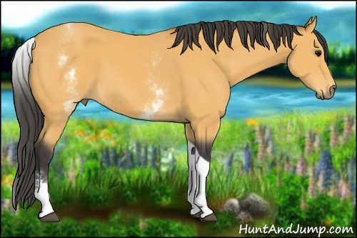 Horse Color:White Spotted Buckskin Tobiano 