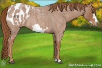 Horse Color:Red Roan Frame Appaloosa 