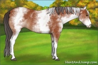 Horse Color:White Spotted Bay 