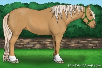Horse Color:Palomino 