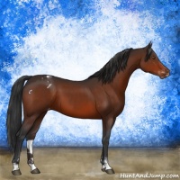Horse Color:Brown Sabino Appaloosa