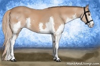 Horse Color:Chestnut Splash 