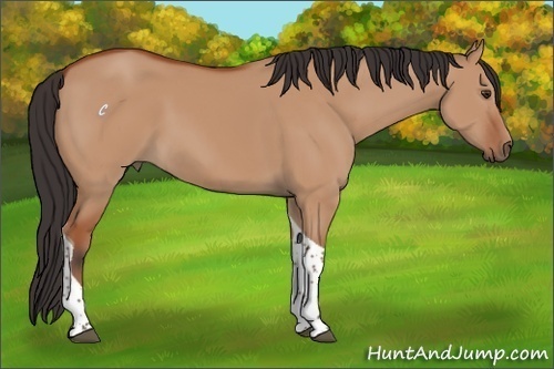 Horse Color:Bay Dun Tobiano Rabicano 