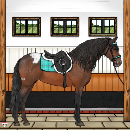 Horse Color:Bay Appaloosa 