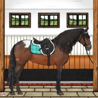 Horse Color:Bay Appaloosa 