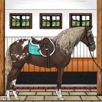 Horse Color:Liver Chestnut Appaloosa