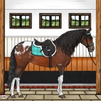 Horse Color:Bay Appaloosa