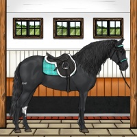 Horse Color:Black 
