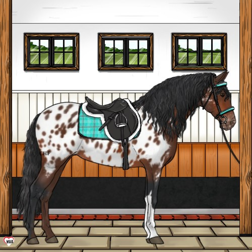 Horse Color:Bay Blanket