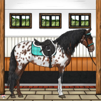 Horse Color:Bay Appaloosa 