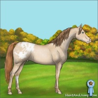 Horse Color:Smoky Black Pearl Appaloosa 