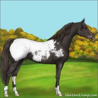 Horse Color:Smoky Black Snowcap