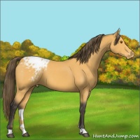 Horse Color:Buckskin Varnish