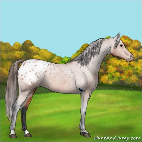 Horse Color:Bay Appaloosa 