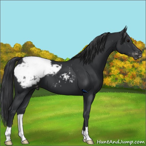 Horse Color:Black Appaloosa 