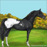Horse Color:Black Appaloosa