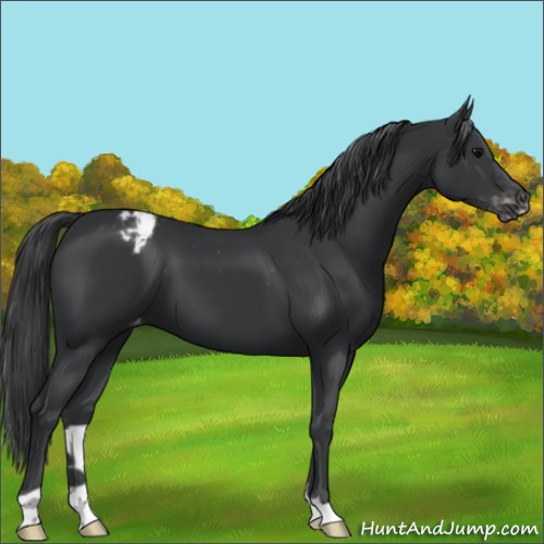 Horse Color:Black Appaloosa 