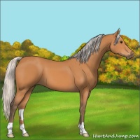 Horse Color:Silver Bay 