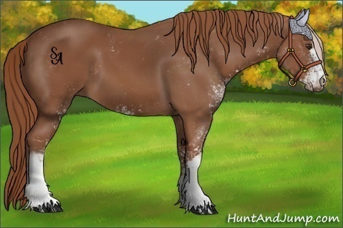 Horse Color:Chestnut Sabino 