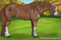 Horse Color:Chestnut Sabino