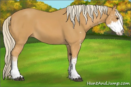 Horse Color:Palomino Sabino