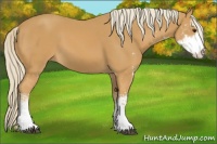Horse Color:Palomino Sabino