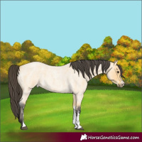 Horse Color:Buckskin Roan Sabino