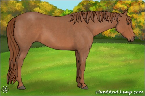 Horse Color:Red Roan 