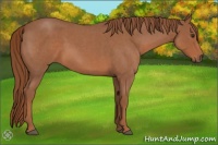 Horse Color:Red Roan