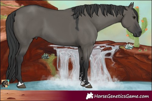 Horse Color:Grullo