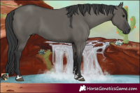 Horse Color:Grullo 
