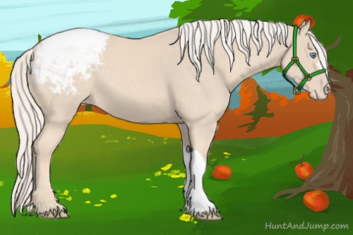 Horse Color:Cremello Appaloosa 