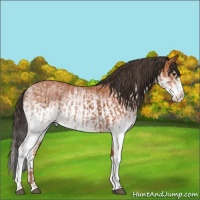 Horse Color:White Spotted Bay Splash  and White Spotted Bay Splash Appaloosa 