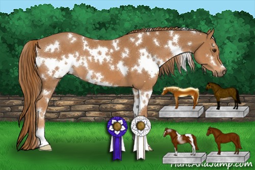 Horse Color:White Spotted Chestnut 