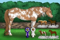 Horse Color:White Spotted Chestnut 