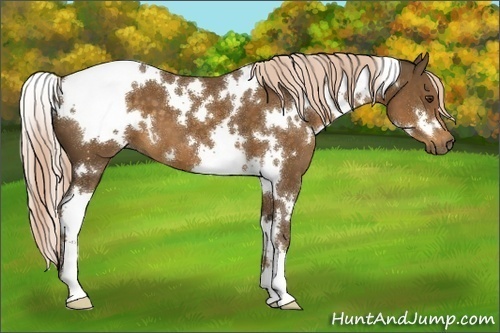 Horse Color:White Spotted Chocolate Palomino