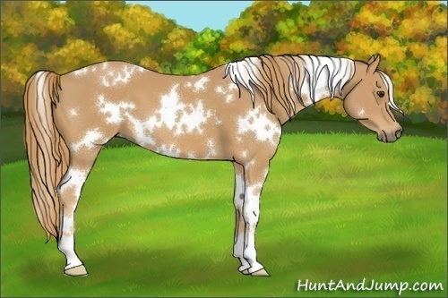 Horse Color:White Spotted Chestnut 