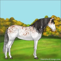 Horse Color:White Spotted Bay Splash  and White Spotted Bay Splash 