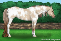 Horse Color:White Spotted Red Dun 