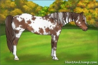 Horse Color:White Spotted Liver Chestnut 