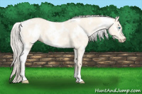 Horse Color:White Spotted Cremello Dun 