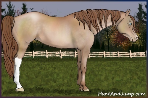 Horse Color:Bay Pearl 