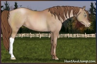 Horse Color:Bay Pearl