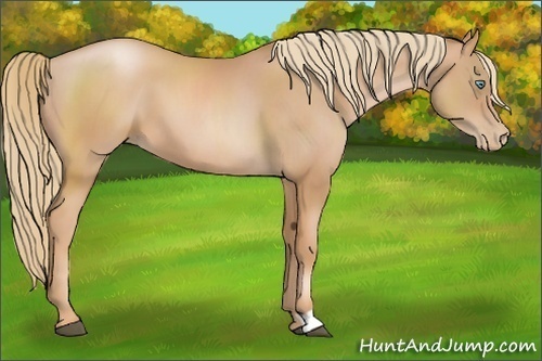Horse Color:Chestnut Pearl 