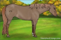 Horse Color:Liver Red Dun 