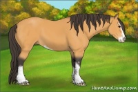 Horse Color:Buckskin Sabino 